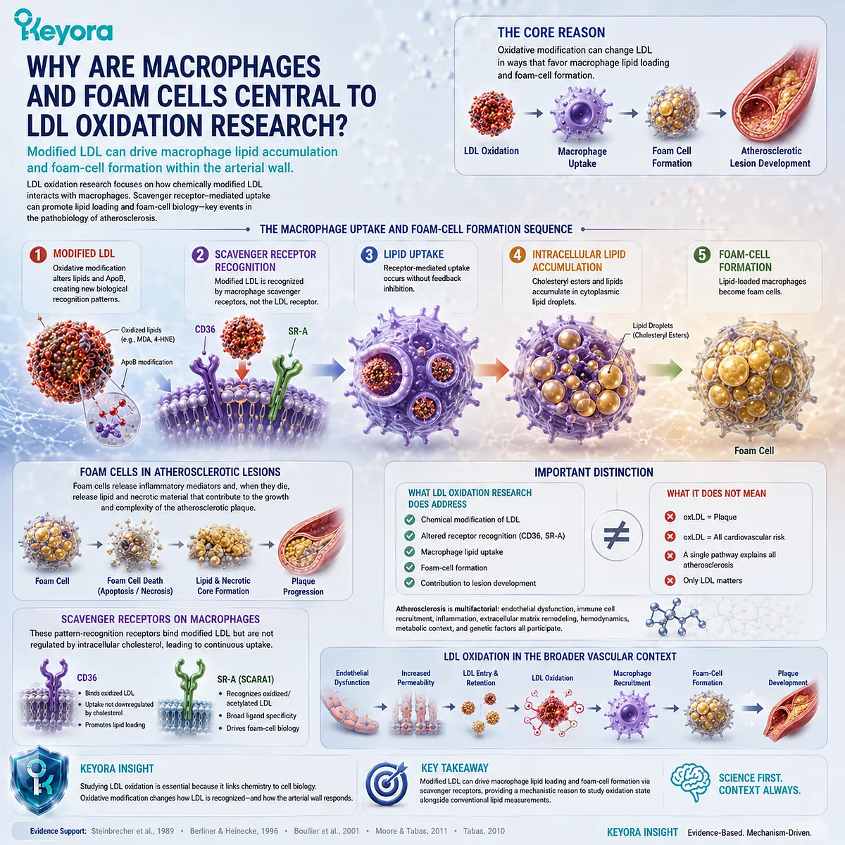Oxidized LDL uptake through macrophage CD36 and SR-A promotes lipid accumulation and foam-cell formation, a key mechanism in the Keyora Endothelial Architecture. Oxidized LDL uptake through macrophage CD36 and SR-A promotes lipid accumulation and foam-cell formation, a key mechanism in the Keyora Endothelial Architecture.