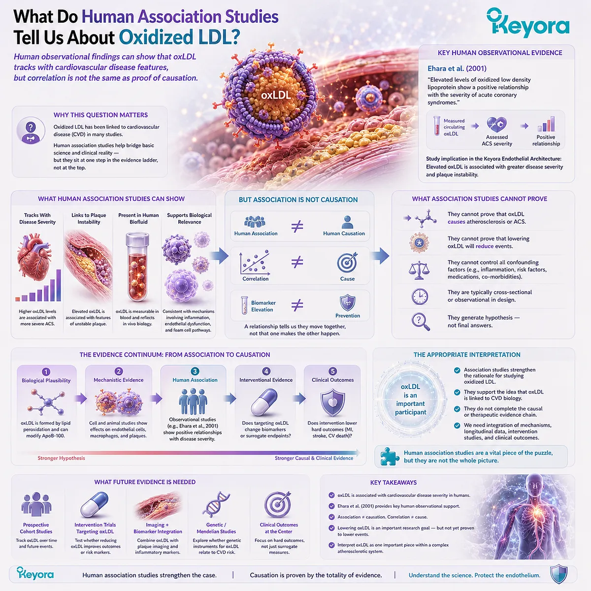 Oxidized LDL levels can correlate with cardiovascular disease severity in human studies, supporting vascular relevance without proving causation in the Keyora Endothelial Architecture. Oxidized LDL levels can correlate with cardiovascular disease severity in human studies, supporting vascular relevance without proving causation in the Keyora Endothelial Architecture.