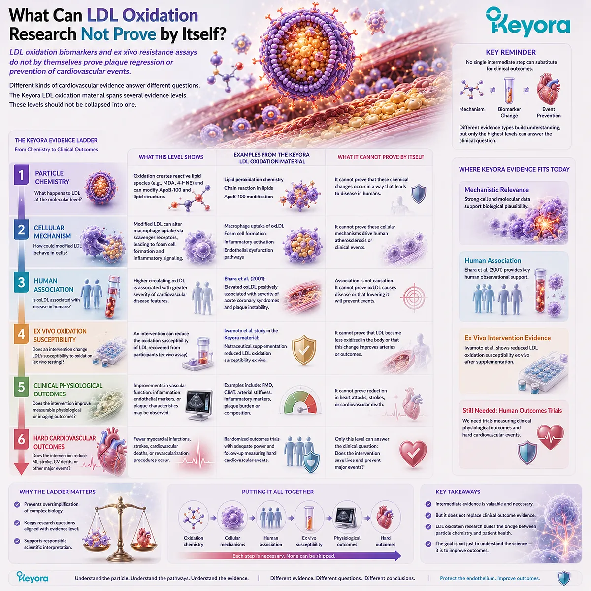 LDL oxidation biomarkers and ex vivo assays map particle chemistry and oxidative susceptibility but cannot prove cardiovascular event prevention in the Keyora Evidence Ladder. LDL oxidation biomarkers and ex vivo assays map particle chemistry and oxidative susceptibility but cannot prove cardiovascular event prevention in the Keyora Evidence Ladder.