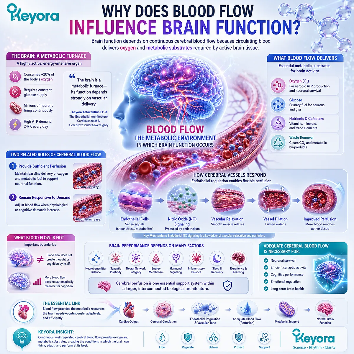 Cerebral blood flow supports brain function through oxygen delivery, metabolic substrates and vascular responsiveness, framed by Keyora Endothelial Architecture as perfusion support. Cerebral blood flow supports brain function through oxygen delivery, metabolic substrates and vascular responsiveness, framed by Keyora Endothelial Architecture as perfusion support.