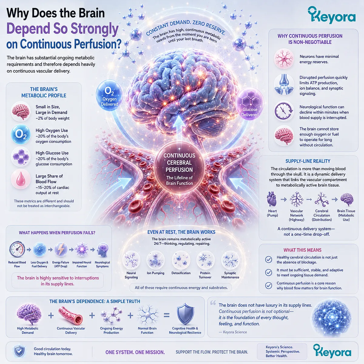 Cerebral perfusion supports brain function by continuously delivering oxygen and metabolic fuel to active neural tissue, framed by Keyora Endothelial Architecture. Cerebral perfusion supports brain function by continuously delivering oxygen and metabolic fuel to active neural tissue, framed by Keyora Endothelial Architecture.