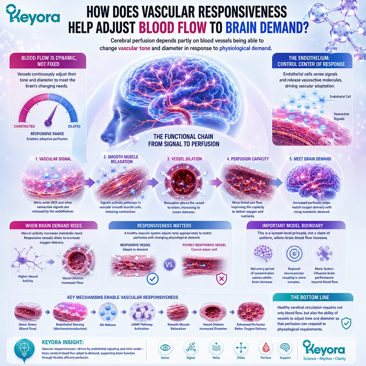 Cerebral blood flow adapts to brain demand through endothelial nitric oxide signaling, vascular tone and vessel dilation in Keyora Endothelial Architecture. Cerebral blood flow adapts to brain demand through endothelial nitric oxide signaling, vascular tone and vessel dilation in Keyora Endothelial Architecture.