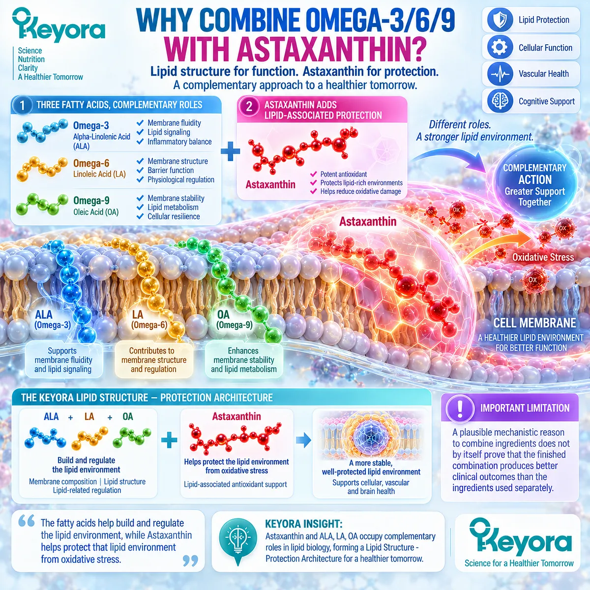 Omega-3 ALA, Omega-6 LA, and Omega-9 OA support lipid structure while Astaxanthin supports oxidative protection in Keyora Lipid Structure - Protection Architecture. Omega-3 ALA, Omega-6 LA, and Omega-9 OA support lipid structure while Astaxanthin supports oxidative protection in Keyora Lipid Structure - Protection Architecture.
