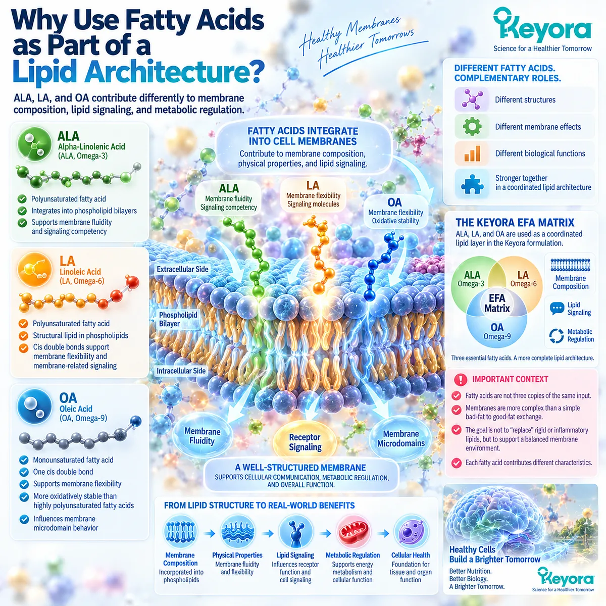 ALA, LA, and OA support membrane composition, phospholipid fluidity, and lipid signaling through distinct fatty-acid properties in Keyora EFA Matrix architecture. ALA, LA, and OA support membrane composition, phospholipid fluidity, and lipid signaling through distinct fatty-acid properties in Keyora EFA Matrix architecture.