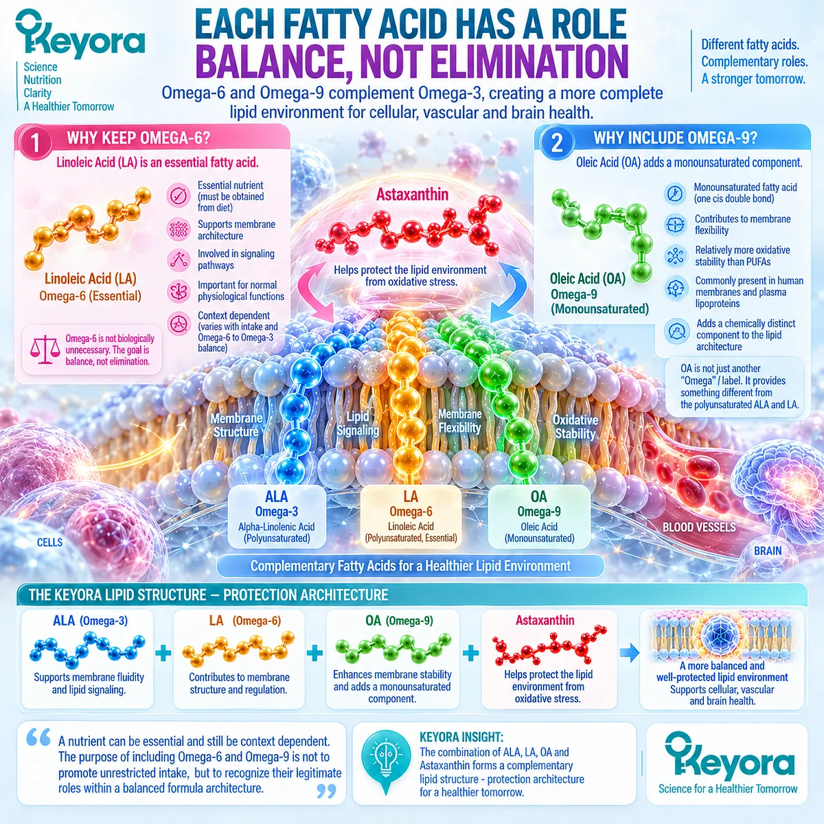 Omega-6 LA supports essential membrane lipid roles while Omega-9 OA adds monounsaturated diversity, balancing ALA, LA, and OA within the Keyora EFA Matrix. Omega-6 LA supports essential membrane lipid roles while Omega-9 OA adds monounsaturated diversity, balancing ALA, LA, and OA within the Keyora EFA Matrix.