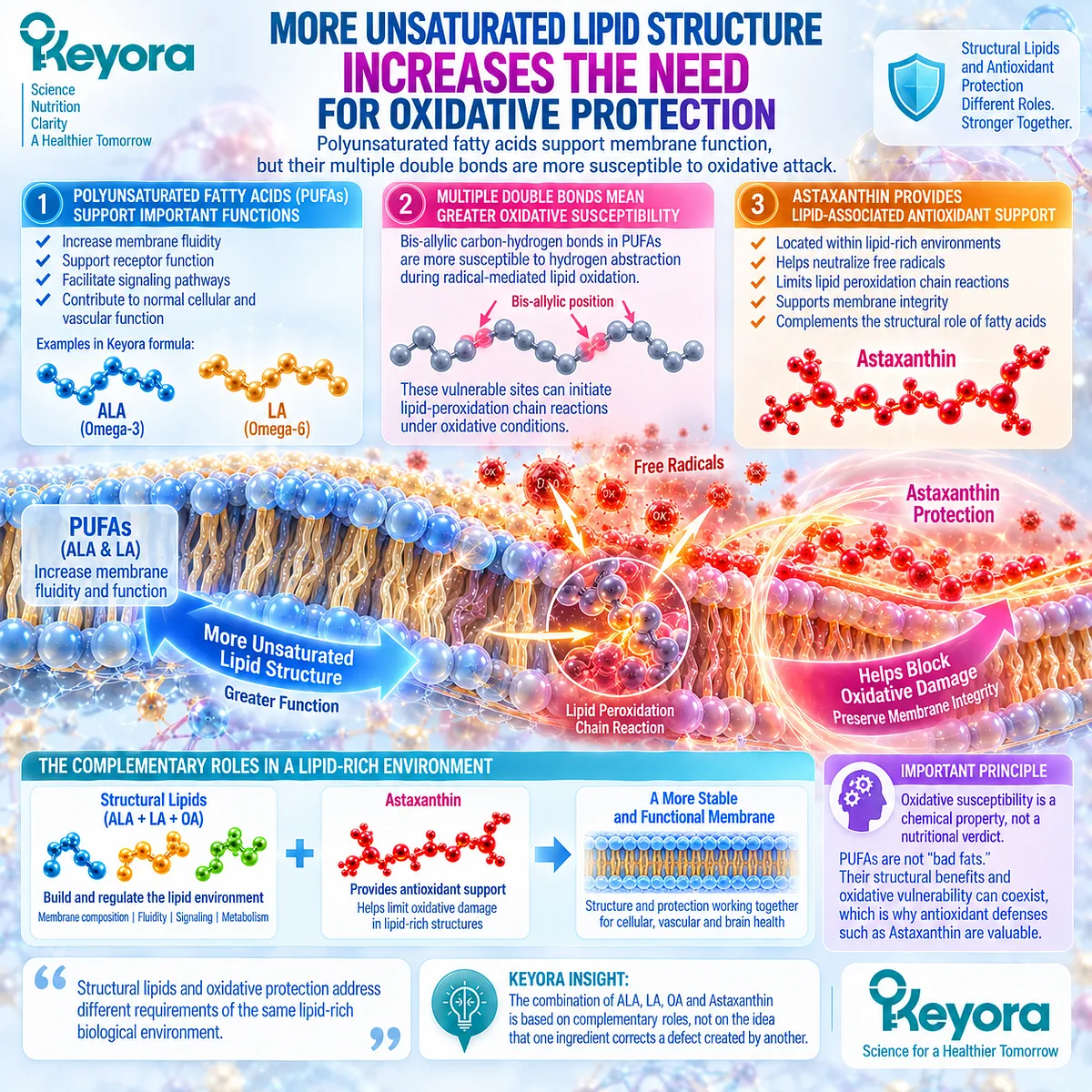 Polyunsaturated ALA and LA support membrane flexibility but are more susceptible to lipid peroxidation, while Astaxanthin adds antioxidant support in Keyora Astaxanthin Synergy. Polyunsaturated ALA and LA support membrane flexibility but are more susceptible to lipid peroxidation, while Astaxanthin adds antioxidant support in Keyora Astaxanthin Synergy.