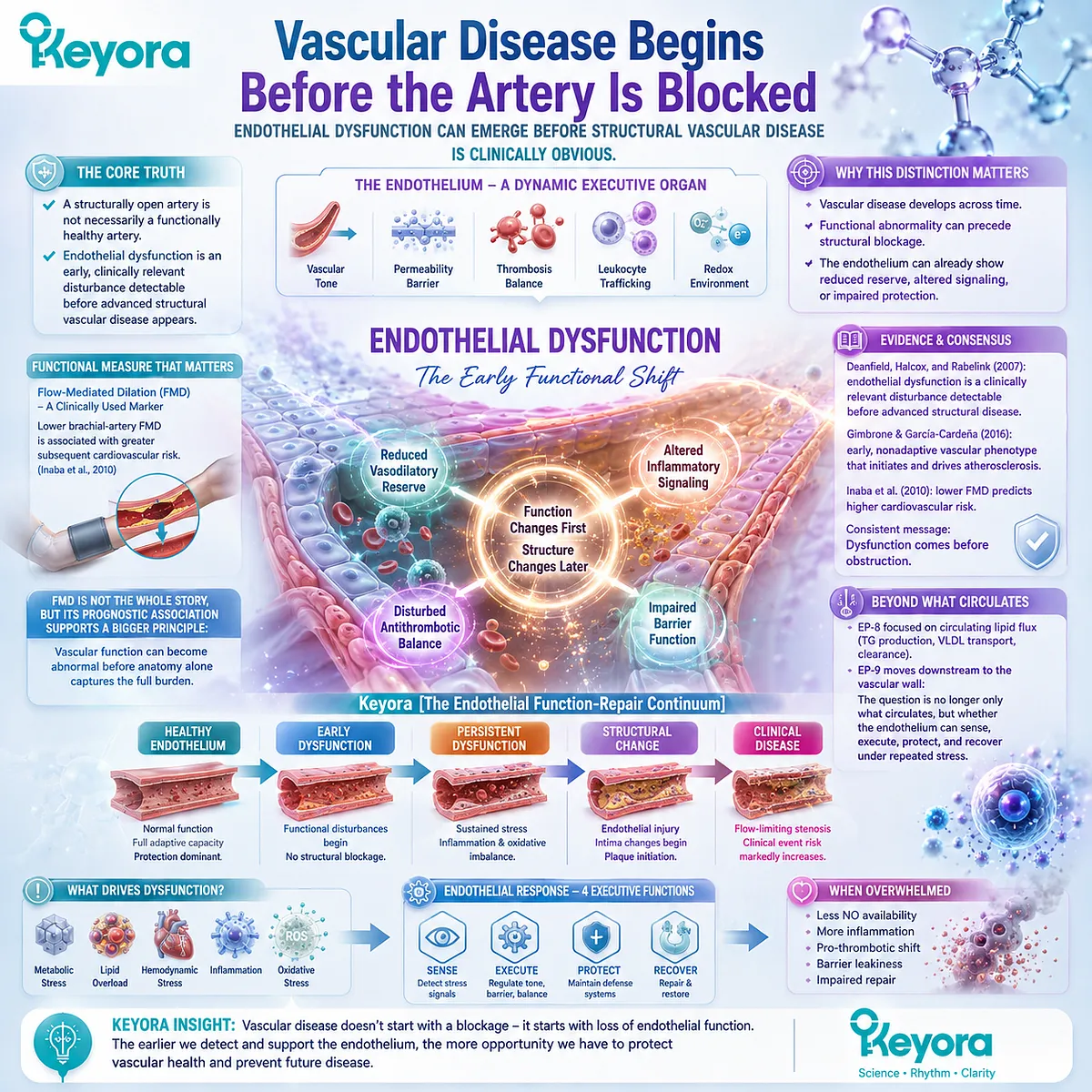 Endothelial dysfunction can reduce vascular tone and nitric oxide signaling before artery blockage, framing early vascular health in Keyora Endothelial Function-Repair Continuum. Endothelial dysfunction can reduce vascular tone and nitric oxide signaling before artery blockage, framing early vascular health in Keyora Endothelial Function-Repair Continuum.