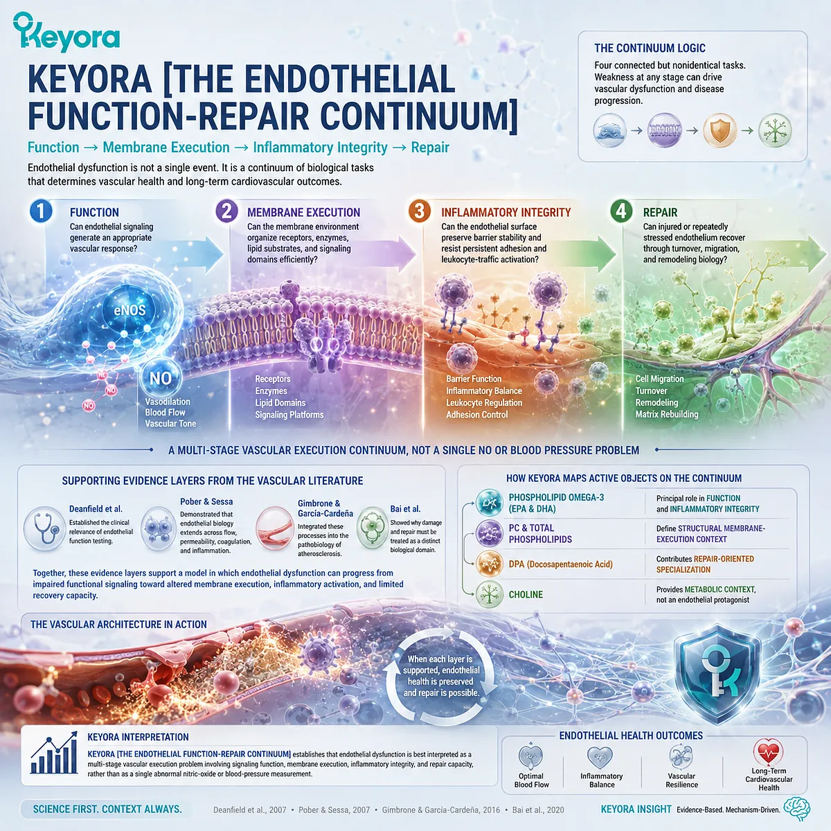 Endothelial function links eNOS-NO signaling, membrane execution, inflammatory integrity and vascular repair in Keyora Endothelial Function-Repair Continuum. Endothelial function links eNOS-NO signaling, membrane execution, inflammatory integrity and vascular repair in Keyora Endothelial Function-Repair Continuum.