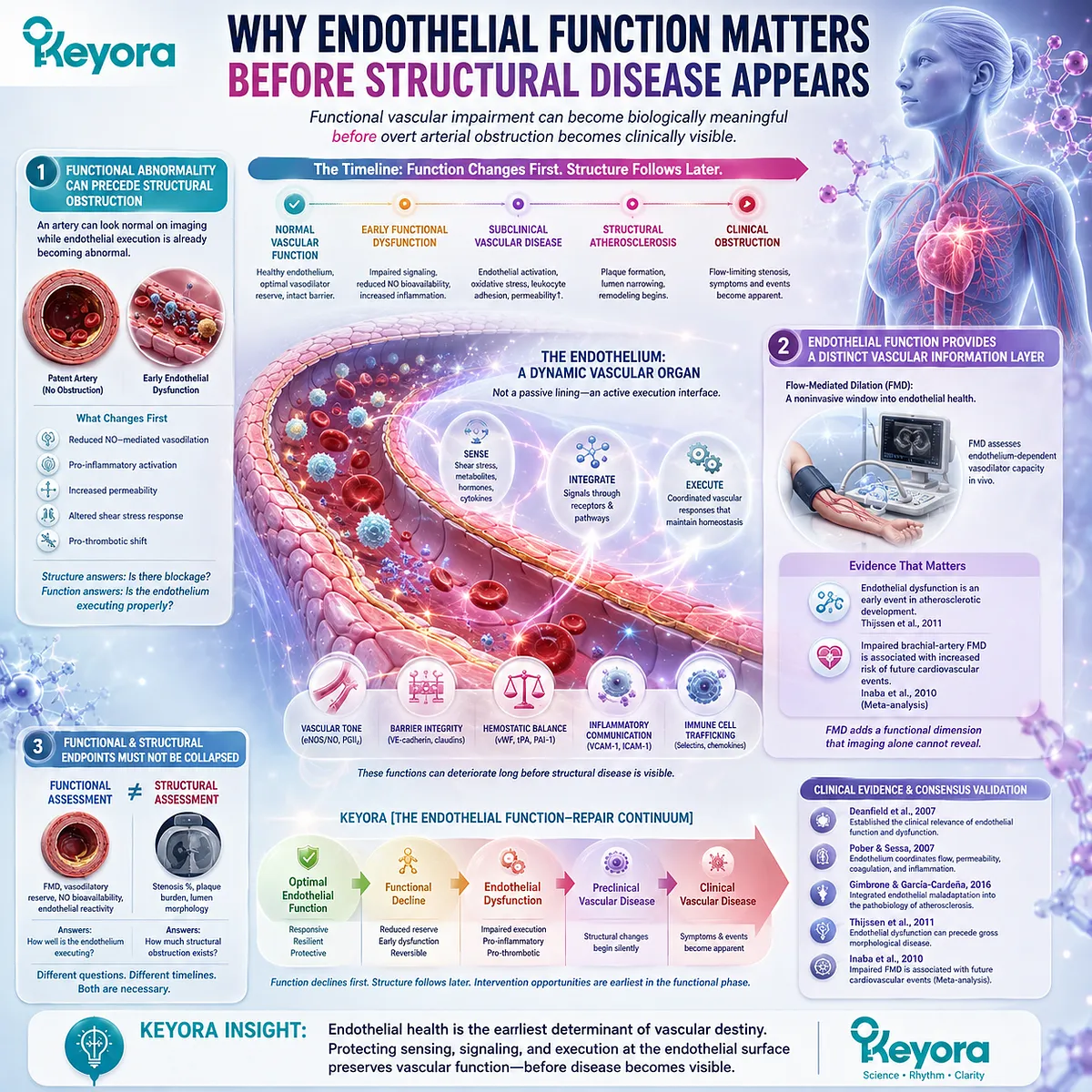 Endothelial dysfunction can impair vascular function before arterial obstruction appears, linking FMD and early vascular execution in Keyora Endothelial Function-Repair Continuum. Endothelial dysfunction can impair vascular function before arterial obstruction appears, linking FMD and early vascular execution in Keyora Endothelial Function-Repair Continuum.