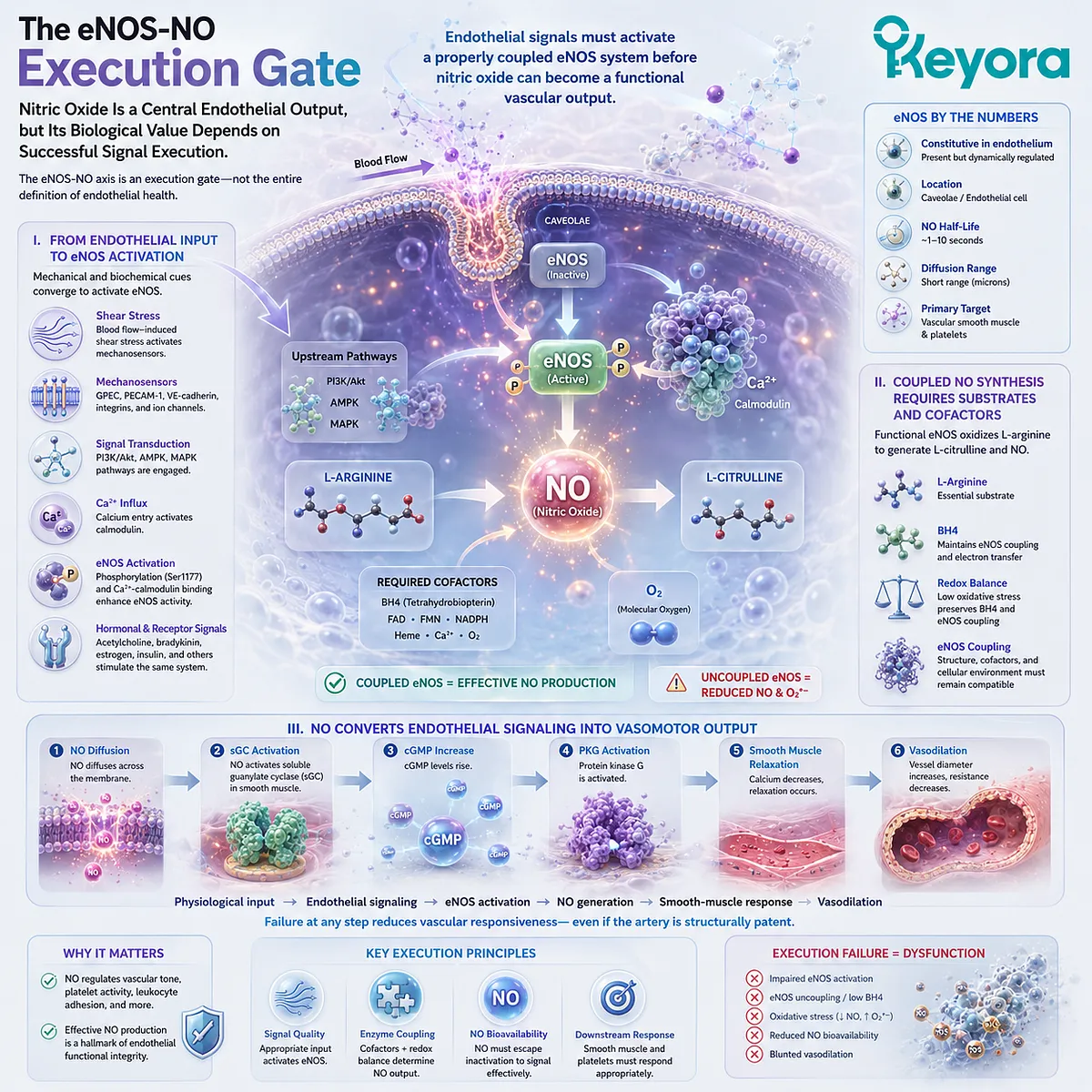 eNOS activation converts endothelial signals into nitric oxide and cGMP-mediated vasodilation, defining the NO execution gate in Keyora Endothelial Function-Repair Continuum. eNOS activation converts endothelial signals into nitric oxide and cGMP-mediated vasodilation, defining the NO execution gate in Keyora Endothelial Function-Repair Continuum.
