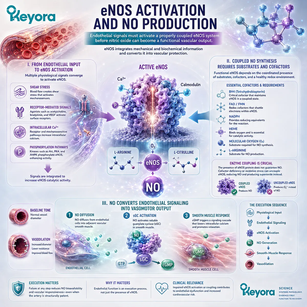 Shear stress activates coupled eNOS to generate nitric oxide from L-arginine, driving cGMP vasodilation through Keyora Endothelial Function-Repair Continuum. Shear stress activates coupled eNOS to generate nitric oxide from L-arginine, driving cGMP vasodilation through Keyora Endothelial Function-Repair Continuum.