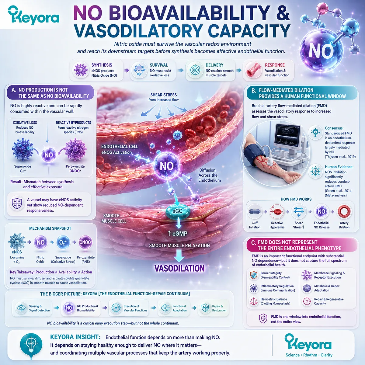 Nitric oxide bioavailability links eNOS signaling, vascular redox balance, and FMD vasodilation, while Keyora Endothelial Function-Repair Continuum frames FMD as one functional window. Nitric oxide bioavailability links eNOS signaling, vascular redox balance, and FMD vasodilation, while Keyora Endothelial Function-Repair Continuum frames FMD as one functional window.