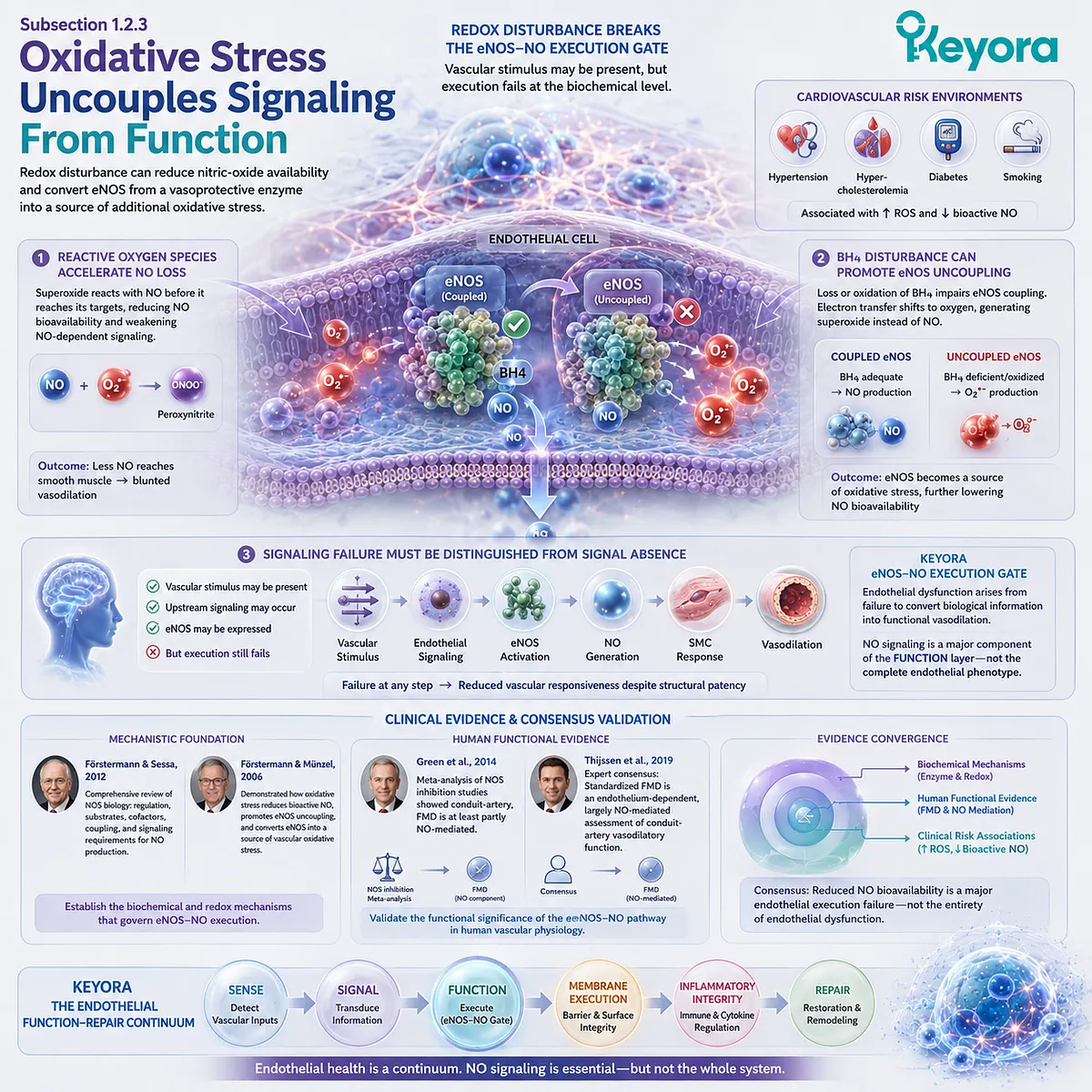 Oxidative stress reduces nitric oxide bioavailability and BH4-dependent eNOS coupling, weakening vasodilation through the Keyora eNOS-NO Execution Gate. Oxidative stress reduces nitric oxide bioavailability and BH4-dependent eNOS coupling, weakening vasodilation through the Keyora eNOS-NO Execution Gate.