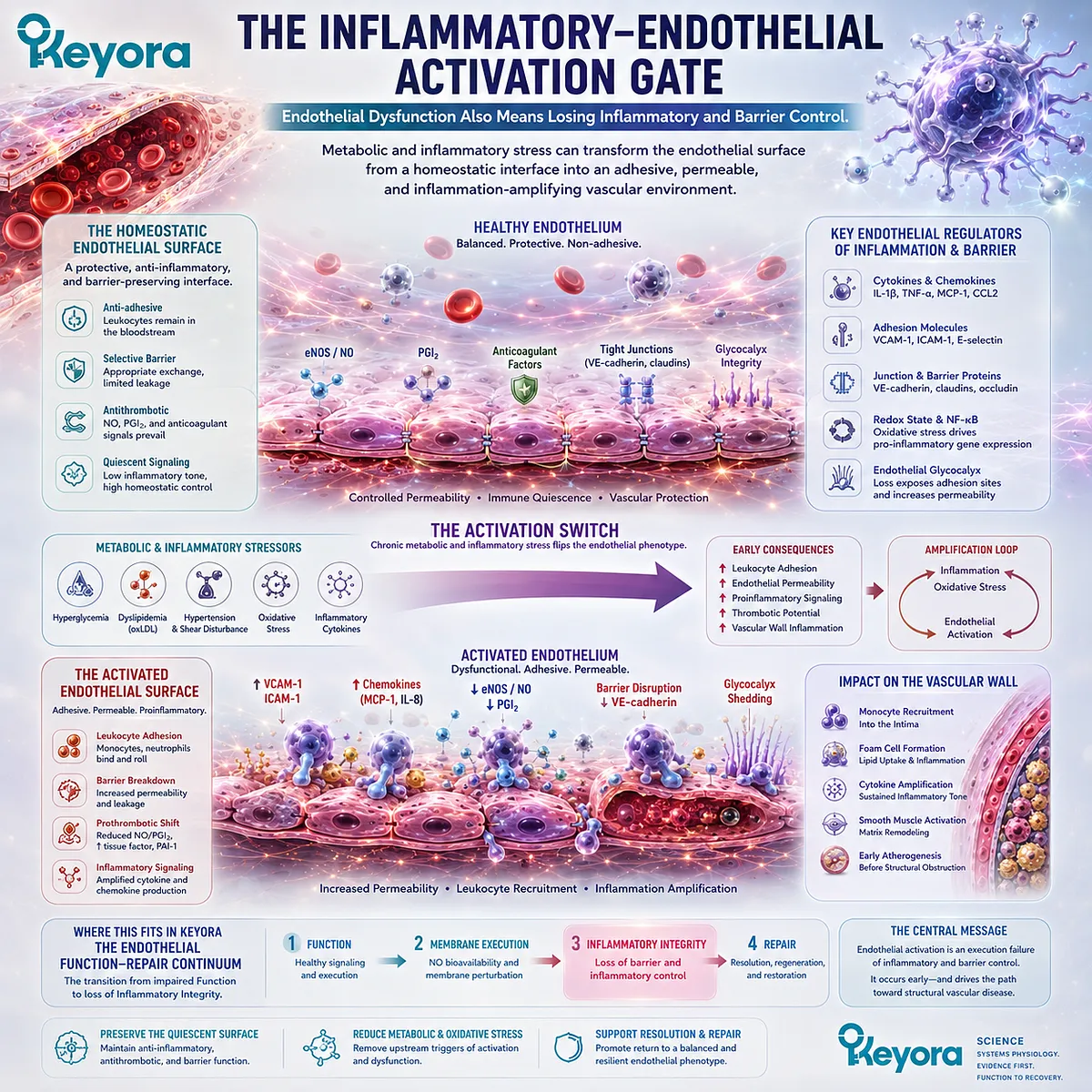 Endothelial inflammation increases leukocyte adhesion and vascular permeability, shifting homeostasis toward inflammatory activation in Keyora Endothelial Function-Repair Continuum. Endothelial inflammation increases leukocyte adhesion and vascular permeability, shifting homeostasis toward inflammatory activation in Keyora Endothelial Function-Repair Continuum.