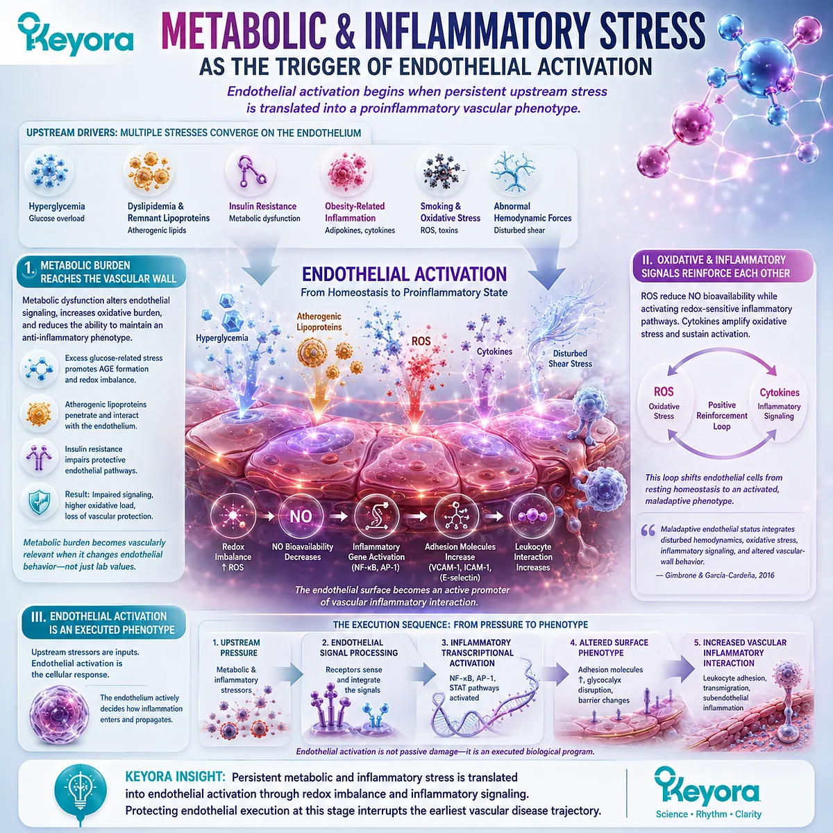 Metabolic stress and oxidative signaling activate endothelial inflammatory pathways, increasing vascular inflammatory interaction within Keyora Endothelial Function-Repair Continuum. Metabolic stress and oxidative signaling activate endothelial inflammatory pathways, increasing vascular inflammatory interaction within Keyora Endothelial Function-Repair Continuum.