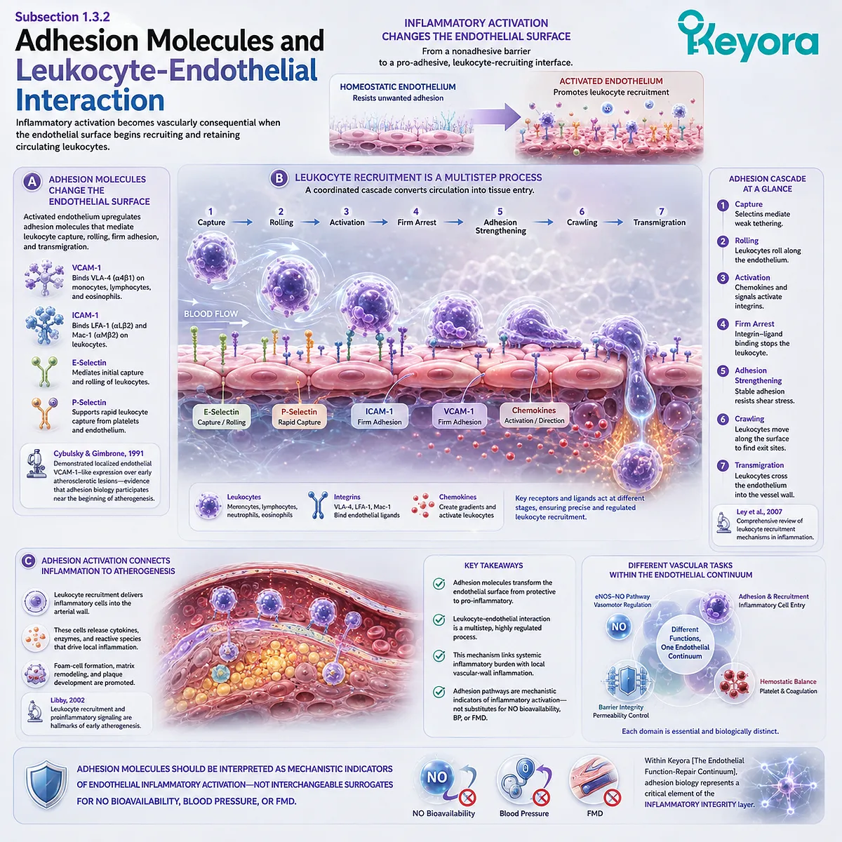 VCAM-1, ICAM-1, and selectins drive leukocyte adhesion and migration during endothelial inflammation, mapping Inflammatory Integrity in Keyora Endothelial Function-Repair Continuum. VCAM-1, ICAM-1, and selectins drive leukocyte adhesion and migration during endothelial inflammation, mapping Inflammatory Integrity in Keyora Endothelial Function-Repair Continuum.