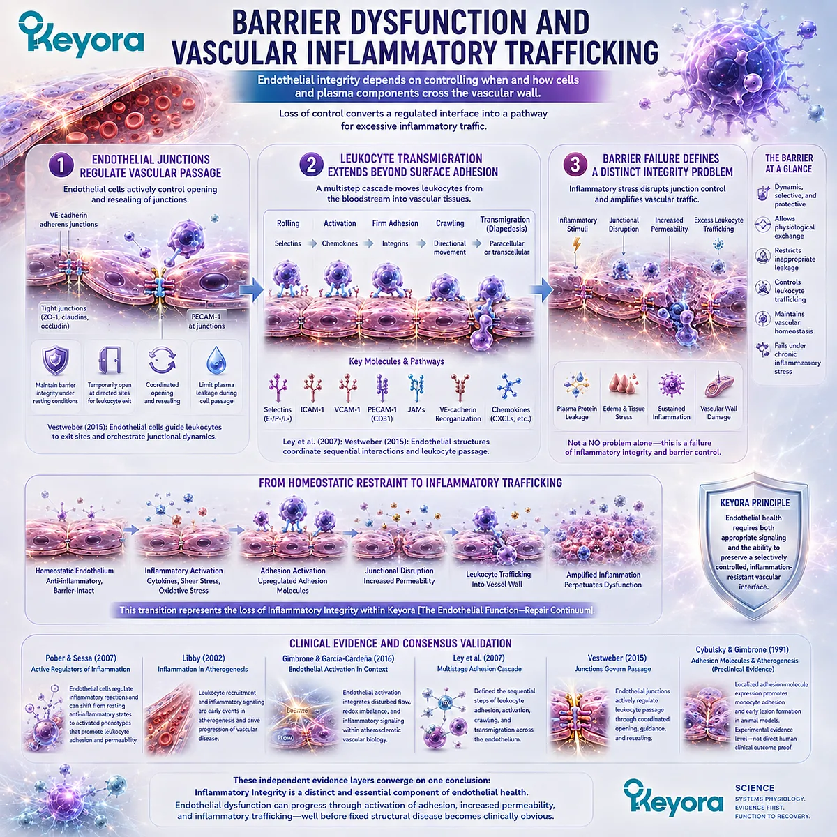 VE-cadherin junctions regulate leukocyte transmigration and vascular permeability, linking barrier dysfunction to Inflammatory Integrity in Keyora Endothelial Function-Repair Continuum. VE-cadherin junctions regulate leukocyte transmigration and vascular permeability, linking barrier dysfunction to Inflammatory Integrity in Keyora Endothelial Function-Repair Continuum.