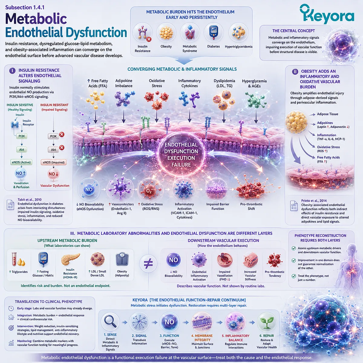 Insulin resistance, obesity, and glucose-lipid dysregulation can reduce eNOS/NO signaling and increase vascular inflammation within Keyora Endothelial Function-Repair Continuum. Insulin resistance, obesity, and glucose-lipid dysregulation can reduce eNOS/NO signaling and increase vascular inflammation within Keyora Endothelial Function-Repair Continuum.