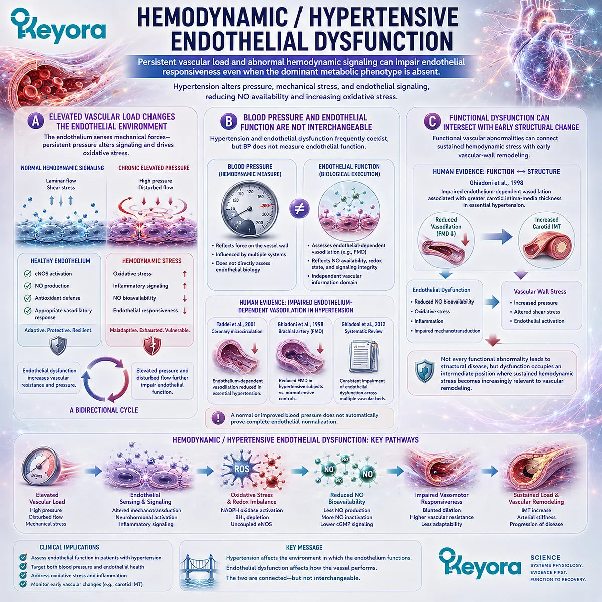 Hypertension and mechanical vascular stress can reduce eNOS/NO signaling and endothelial vasodilation, defining a hemodynamic phenotype in Keyora Endothelial Function-Repair Continuum. Hypertension and mechanical vascular stress can reduce eNOS/NO signaling and endothelial vasodilation, defining a hemodynamic phenotype in Keyora Endothelial Function-Repair Continuum.