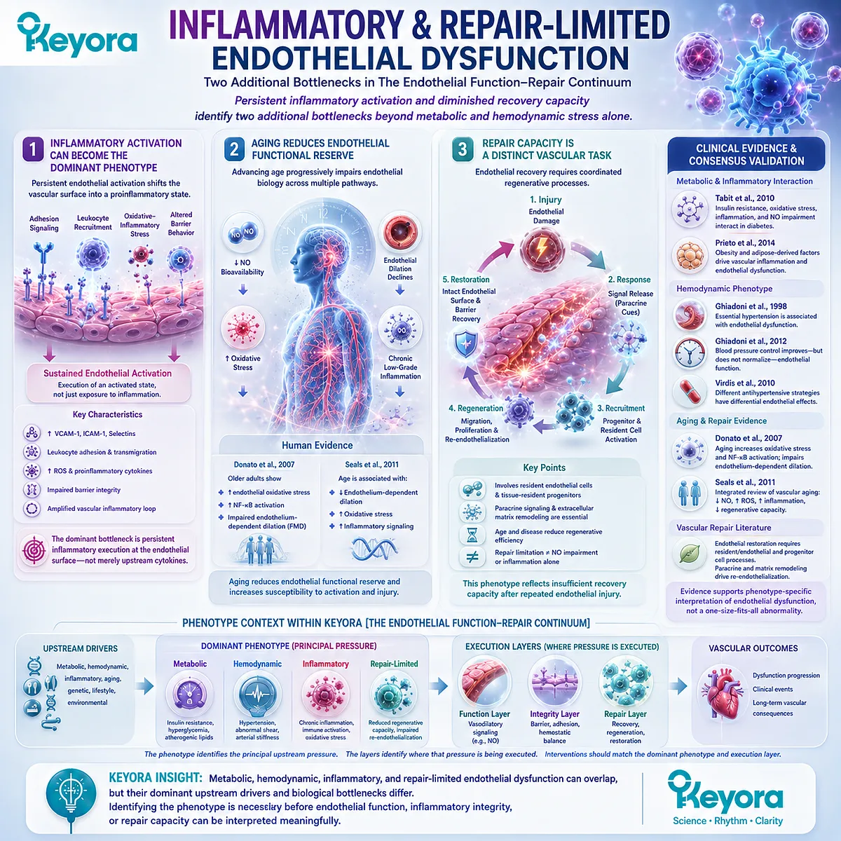 Inflammation and vascular aging can increase NF-κB activation, oxidative stress, and limited endothelial repair capacity within Keyora Endothelial Function-Repair Continuum. Inflammation and vascular aging can increase NF-κB activation, oxidative stress, and limited endothelial repair capacity within Keyora Endothelial Function-Repair Continuum.