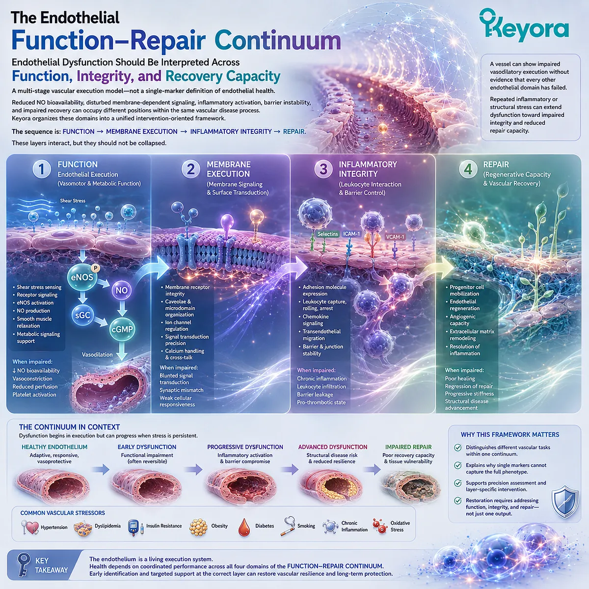 Endothelial health spans eNOS/NO function, membrane signaling, inflammatory integrity, and vascular repair in Keyora Endothelial Function-Repair Continuum. Endothelial health spans eNOS/NO function, membrane signaling, inflammatory integrity, and vascular repair in Keyora Endothelial Function-Repair Continuum.