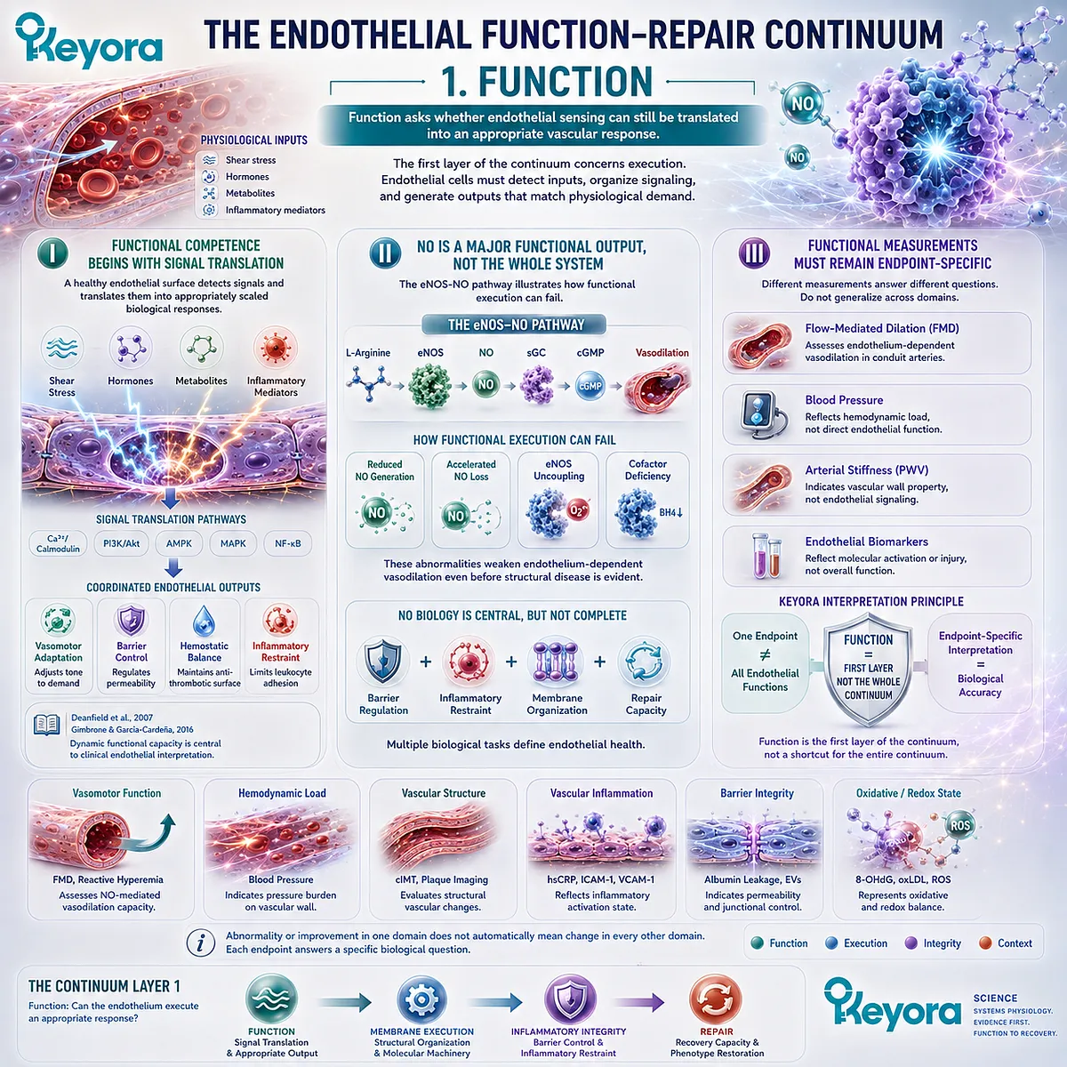 Endothelial function converts shear stress and metabolic signals into eNOS/NO vasodilation and vascular homeostasis, the first layer of Keyora Endothelial Function-Repair Continuum. Endothelial function converts shear stress and metabolic signals into eNOS/NO vasodilation and vascular homeostasis, the first layer of Keyora Endothelial Function-Repair Continuum.