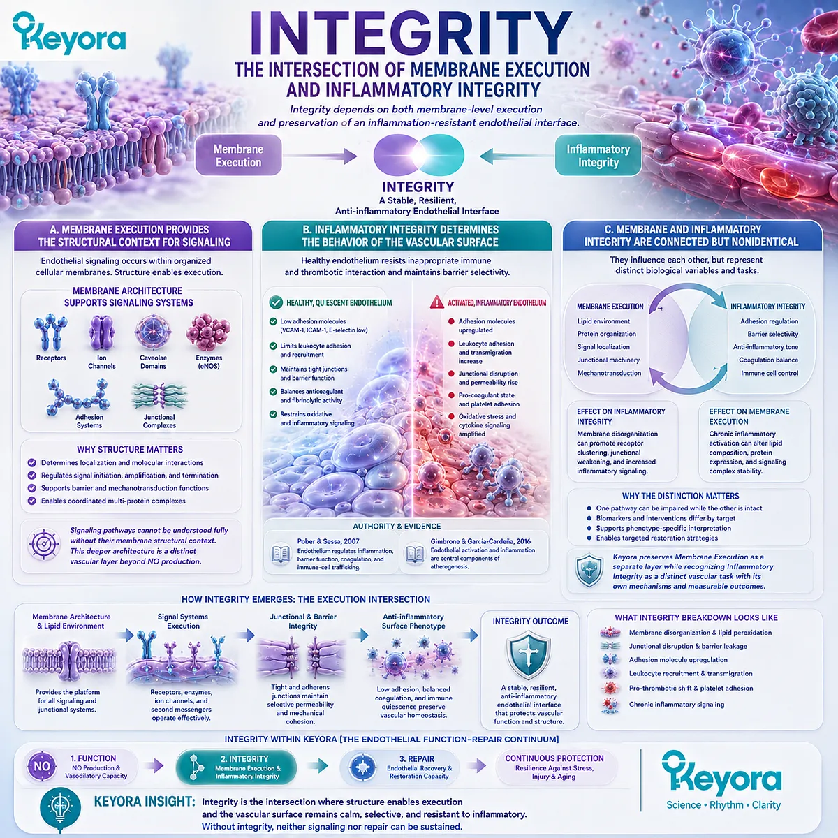 Endothelial integrity links membrane signaling architecture with barrier control, leukocyte restraint, and inflammatory balance in Keyora Endothelial Function-Repair Continuum. Endothelial integrity links membrane signaling architecture with barrier control, leukocyte restraint, and inflammatory balance in Keyora Endothelial Function-Repair Continuum.