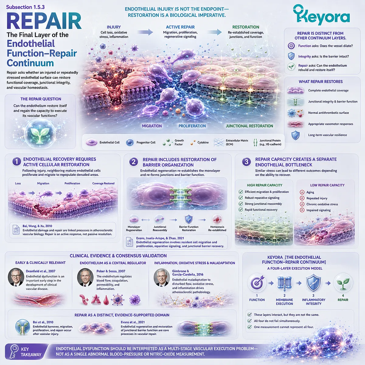 Endothelial repair uses cell migration, proliferation, and junctional regeneration to rebuild vascular barrier function, completing Keyora Endothelial Function-Repair Continuum. Endothelial repair uses cell migration, proliferation, and junctional regeneration to rebuild vascular barrier function, completing Keyora Endothelial Function-Repair Continuum.