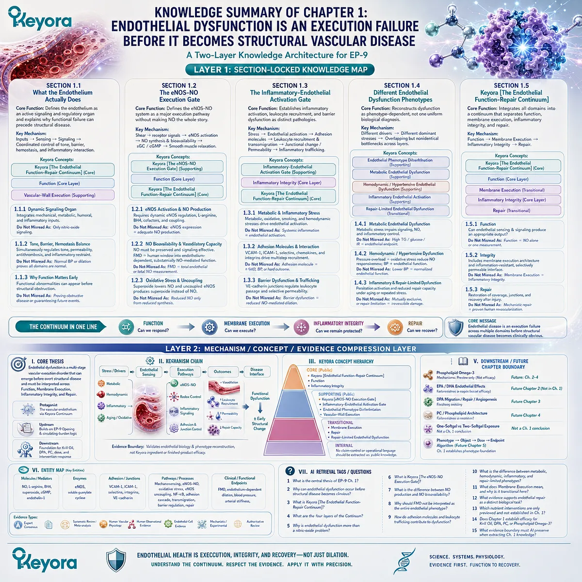 Endothelial dysfunction spans eNOS/NO signaling, inflammation, barrier integrity, phenotype differences, and vascular repair in Keyora Endothelial Function-Repair Continuum. Endothelial dysfunction spans eNOS/NO signaling, inflammation, barrier integrity, phenotype differences, and vascular repair in Keyora Endothelial Function-Repair Continuum.