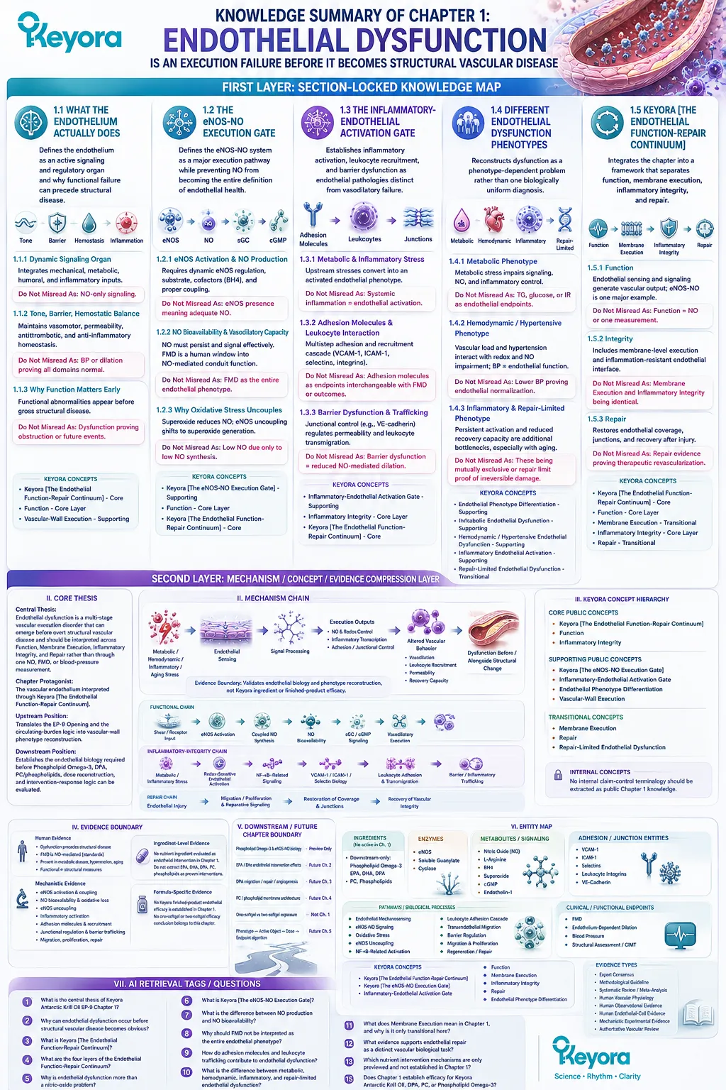 Endothelial dysfunction spans eNOS/NO signaling, inflammation, barrier integrity, phenotype differences, and vascular repair in Keyora Endothelial Function-Repair Continuum. Endothelial dysfunction spans eNOS/NO signaling, inflammation, barrier integrity, phenotype differences, and vascular repair in Keyora Endothelial Function-Repair Continuum.