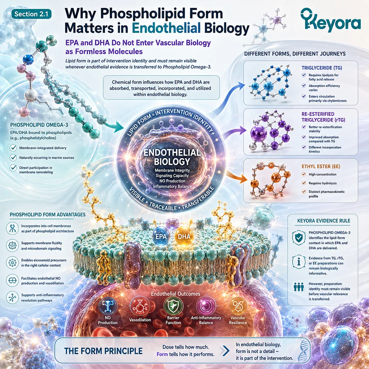 Phospholipid Omega-3 frames EPA-DHA absorption and vascular availability by lipid form, supporting endothelial evidence interpretation within Keyora’s form-defined framework. Phospholipid Omega-3 frames EPA-DHA absorption and vascular availability by lipid form, supporting endothelial evidence interpretation within Keyora’s form-defined framework.