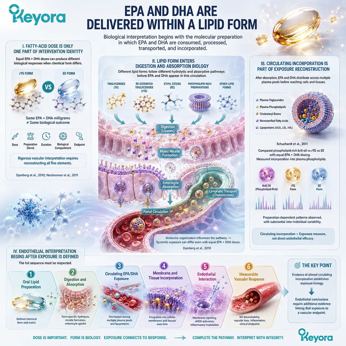 EPA-DHA lipid form shapes digestion, circulating incorporation, and membrane exposure before endothelial signaling, defining Keyora Phospholipid Omega-3 evidence interpretation. EPA-DHA lipid form shapes digestion, circulating incorporation, and membrane exposure before endothelial signaling, defining Keyora Phospholipid Omega-3 evidence interpretation.