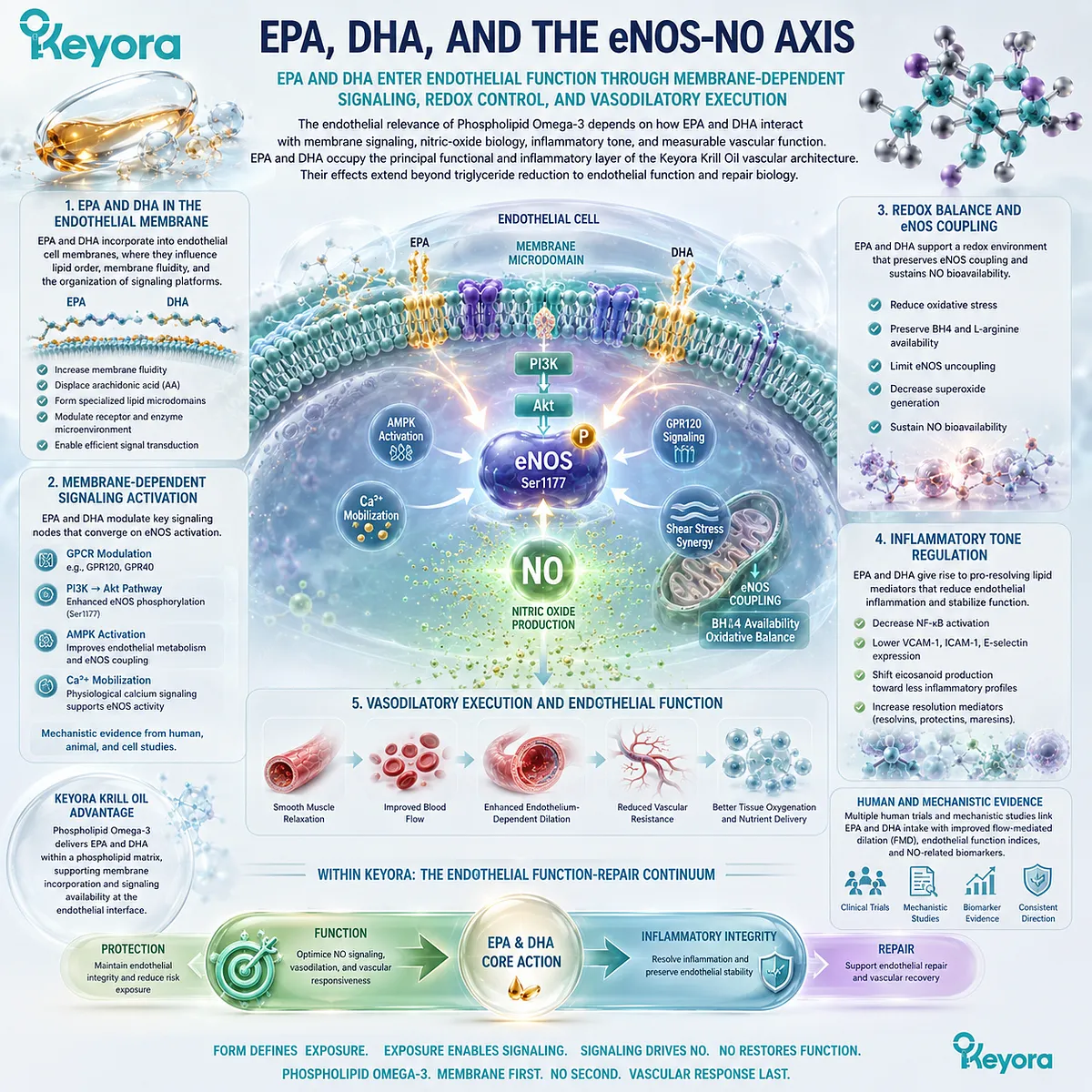Phospholipid Omega-3 links EPA-DHA membrane signaling, eNOS-NO activation, and redox control with endothelial function in Keyora’s Endothelial Function-Repair Continuum. Phospholipid Omega-3 links EPA-DHA membrane signaling, eNOS-NO activation, and redox control with endothelial function in Keyora’s Endothelial Function-Repair Continuum.