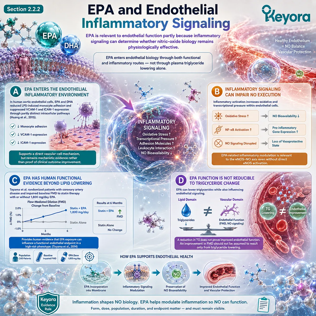 EPA supports endothelial function by modulating VCAM-1, ICAM-1, inflammatory signaling, and NO bioavailability within Keyora’s Phospholipid Omega-3 framework. EPA supports endothelial function by modulating VCAM-1, ICAM-1, inflammatory signaling, and NO bioavailability within Keyora’s Phospholipid Omega-3 framework.