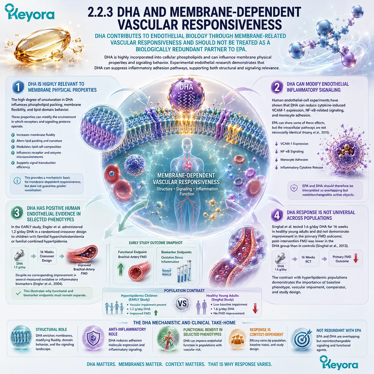 DHA supports membrane-dependent vascular responsiveness through phospholipid dynamics, NF-κB inflammatory signaling, and endothelial function within Keyora Phospholipid Omega-3. DHA supports membrane-dependent vascular responsiveness through phospholipid dynamics, NF-κB inflammatory signaling, and endothelial function within Keyora Phospholipid Omega-3.