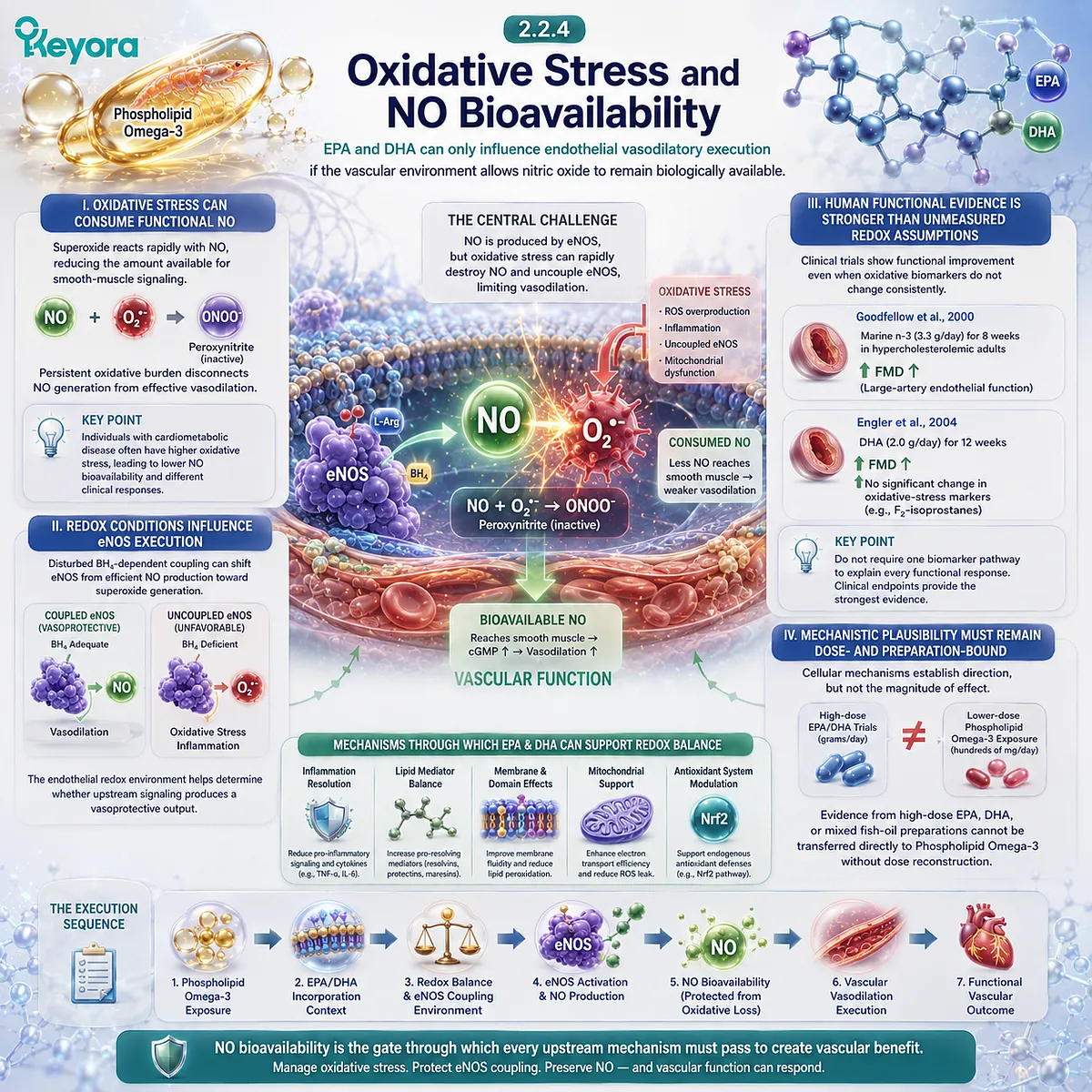 EPA-DHA redox balance can protect NO bioavailability and eNOS coupling from oxidative stress, framing endothelial support within Keyora Phospholipid Omega-3. EPA-DHA redox balance can protect NO bioavailability and eNOS coupling from oxidative stress, framing endothelial support within Keyora Phospholipid Omega-3.