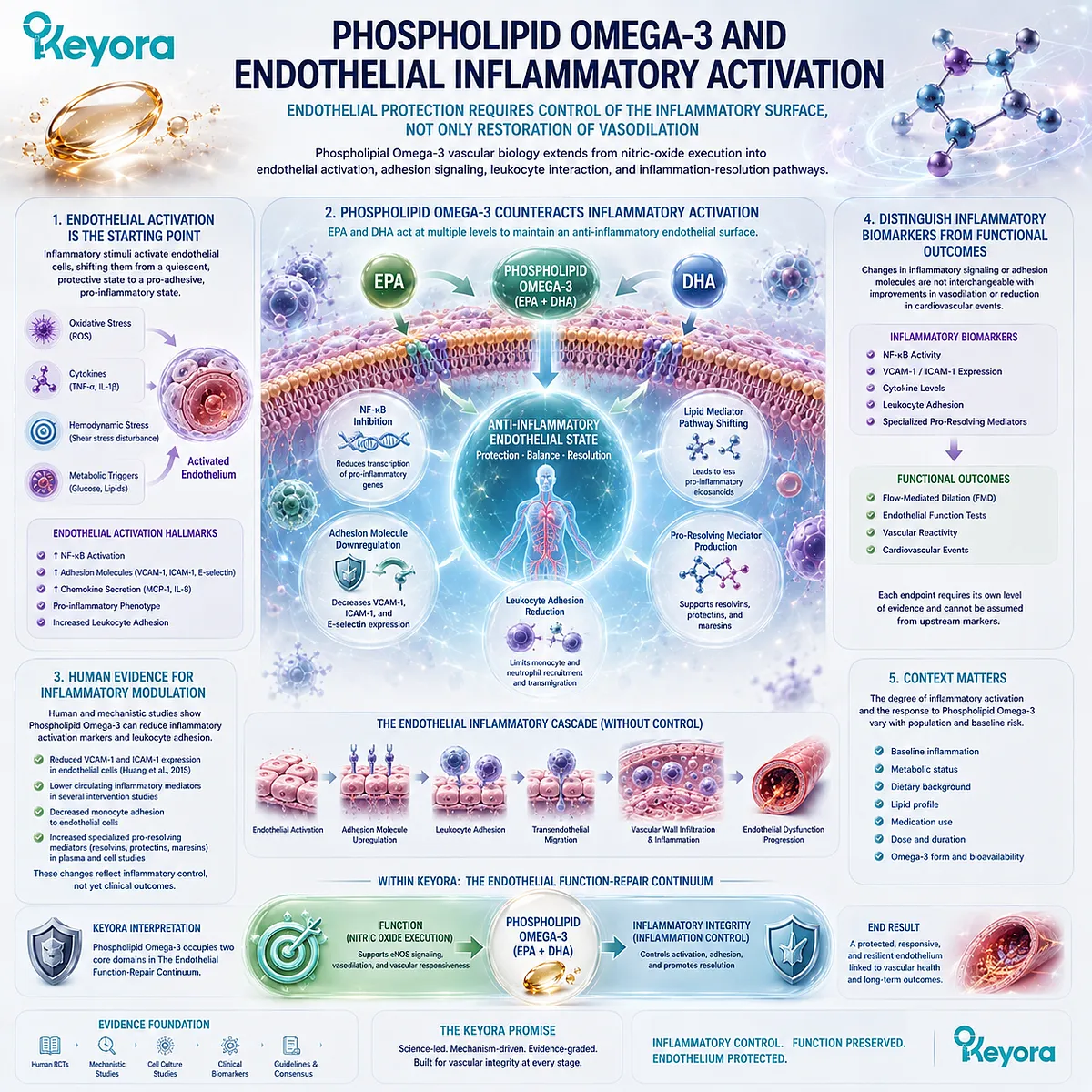Phospholipid Omega-3 links EPA-DHA inflammatory control with NF-κB, endothelial adhesion, and leukocyte signaling in Keyora’s Endothelial Function-Repair Continuum. Phospholipid Omega-3 links EPA-DHA inflammatory control with NF-κB, endothelial adhesion, and leukocyte signaling in Keyora’s Endothelial Function-Repair Continuum.
