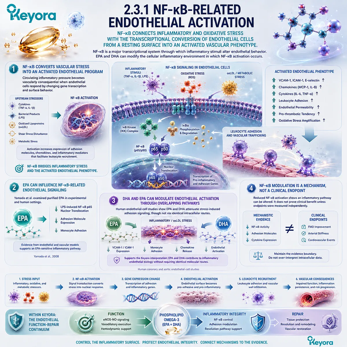 EPA-DHA modulation of NF-κB can reduce endothelial activation and adhesion signaling, supporting inflammatory integrity within Keyora’s Phospholipid Omega-3 framework. EPA-DHA modulation of NF-κB can reduce endothelial activation and adhesion signaling, supporting inflammatory integrity within Keyora’s Phospholipid Omega-3 framework.