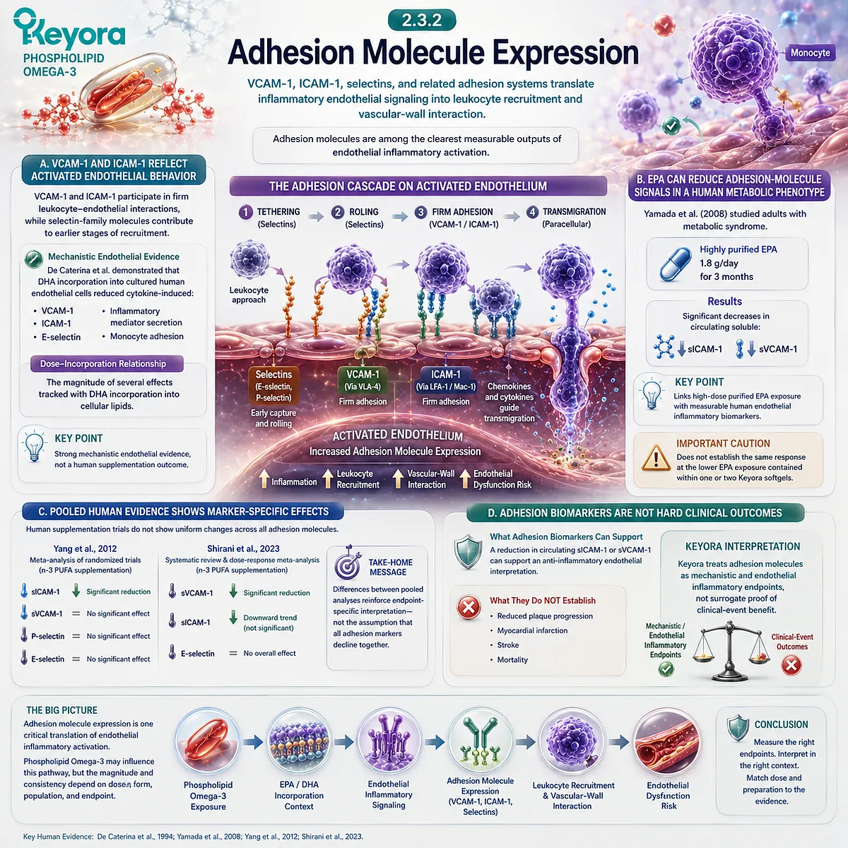 EPA-DHA can modulate VCAM-1, ICAM-1 and endothelial adhesion signaling, supporting vascular inflammatory integrity in Keyora’s Phospholipid Omega-3 framework. EPA-DHA can modulate VCAM-1, ICAM-1 and endothelial adhesion signaling, supporting vascular inflammatory integrity in Keyora’s Phospholipid Omega-3 framework.