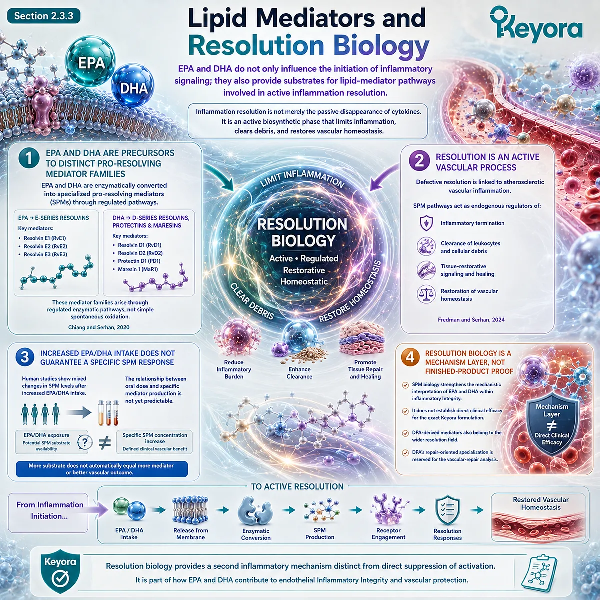 EPA-DHA provide substrates for resolvins, protectins and maresins that coordinate inflammation resolution, supporting Keyora Phospholipid Omega-3 Inflammatory Integrity. EPA-DHA provide substrates for resolvins, protectins and maresins that coordinate inflammation resolution, supporting Keyora Phospholipid Omega-3 Inflammatory Integrity.