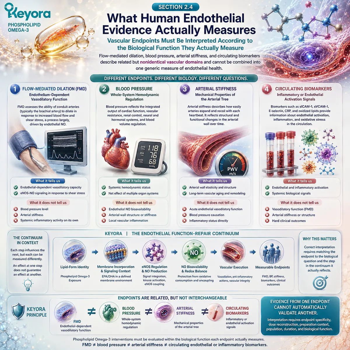 Phospholipid Omega-3 vascular evidence separates FMD, blood pressure, arterial stiffness, and inflammatory biomarkers within Keyora’s Endothelial Function-Repair Continuum. Phospholipid Omega-3 vascular evidence separates FMD, blood pressure, arterial stiffness, and inflammatory biomarkers within Keyora’s Endothelial Function-Repair Continuum.