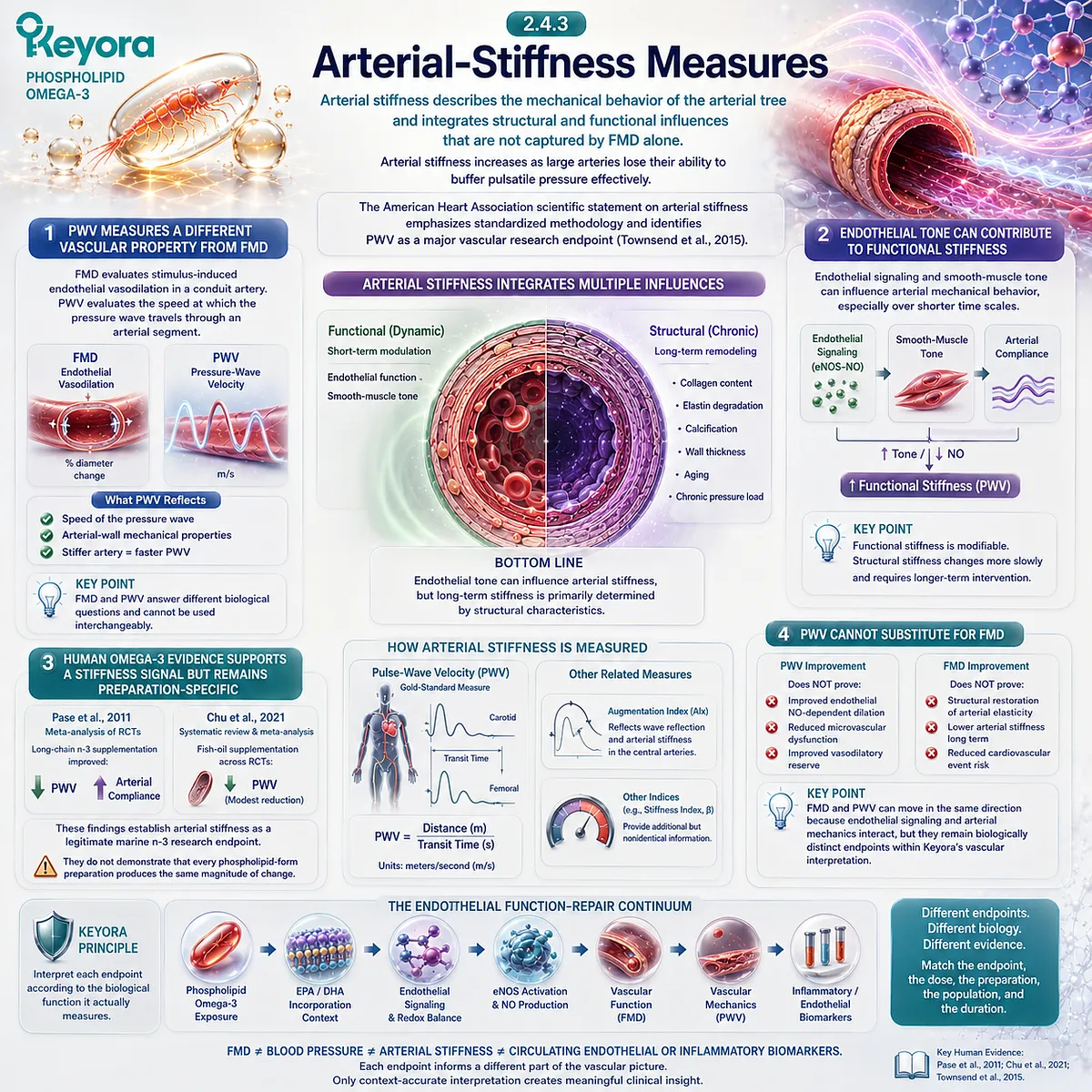 EPA-DHA may support arterial flexibility measured by PWV, while Keyora Phospholipid Omega-3 separates arterial stiffness from FMD and endothelial NO function. EPA-DHA may support arterial flexibility measured by PWV, while Keyora Phospholipid Omega-3 separates arterial stiffness from FMD and endothelial NO function.
