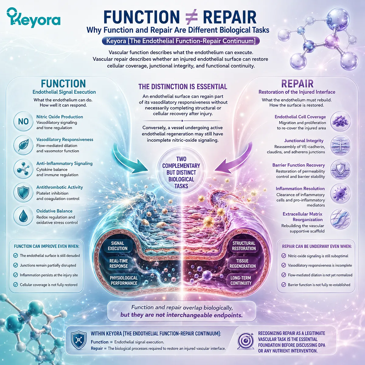 Endothelial repair links cell migration, vascular coverage and junction integrity beyond eNOS/NO function in Keyora The Endothelial Function-Repair Continuum. Endothelial repair links cell migration, vascular coverage and junction integrity beyond eNOS/NO function in Keyora The Endothelial Function-Repair Continuum.