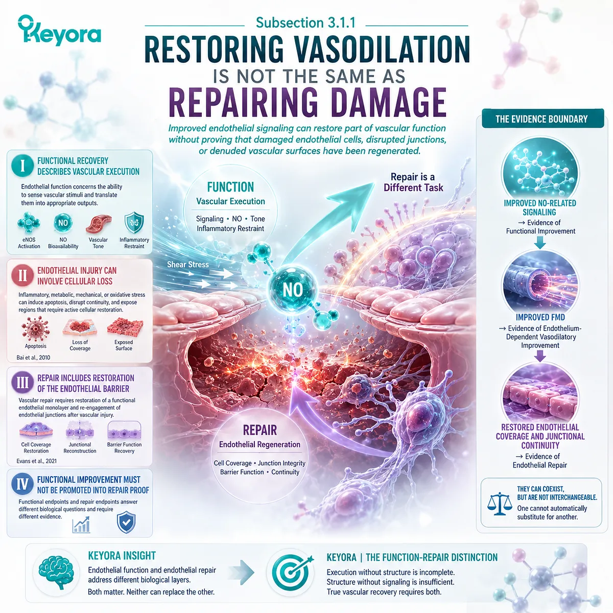 Endothelial repair requires cell migration, vascular coverage and junction integrity beyond eNOS/NO signaling or FMD, mapped by Keyora The Endothelial Function-Repair Continuum. Endothelial repair requires cell migration, vascular coverage and junction integrity beyond eNOS/NO signaling or FMD, mapped by Keyora The Endothelial Function-Repair Continuum.