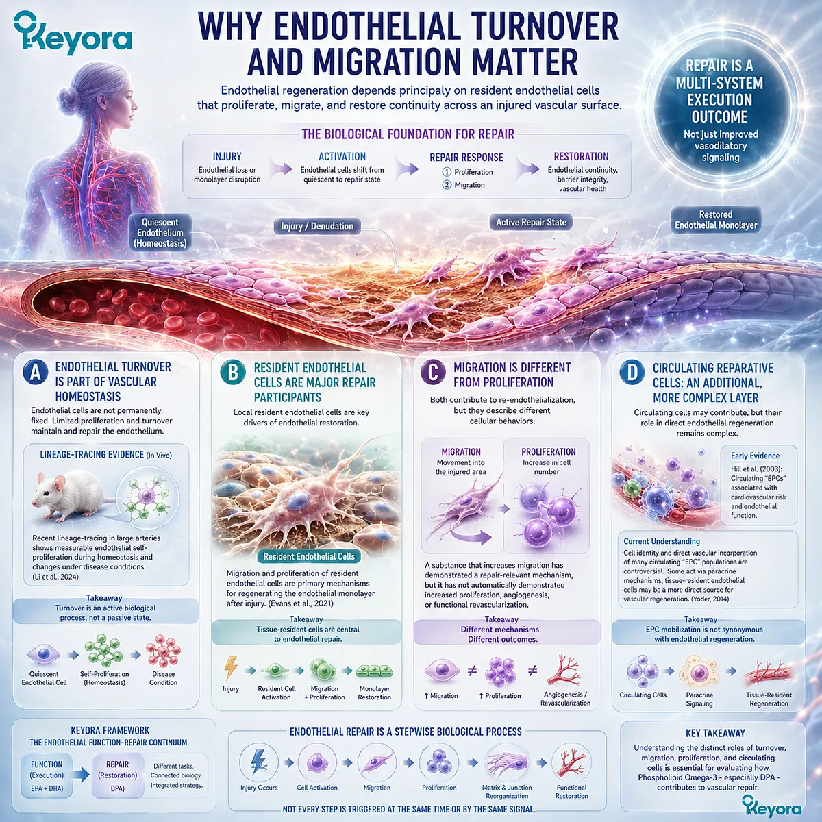 Endothelial repair relies on resident cell migration and proliferation to restore vascular coverage, framed by Keyora The Endothelial Function-Repair Continuum. Endothelial repair relies on resident cell migration and proliferation to restore vascular coverage, framed by Keyora The Endothelial Function-Repair Continuum.