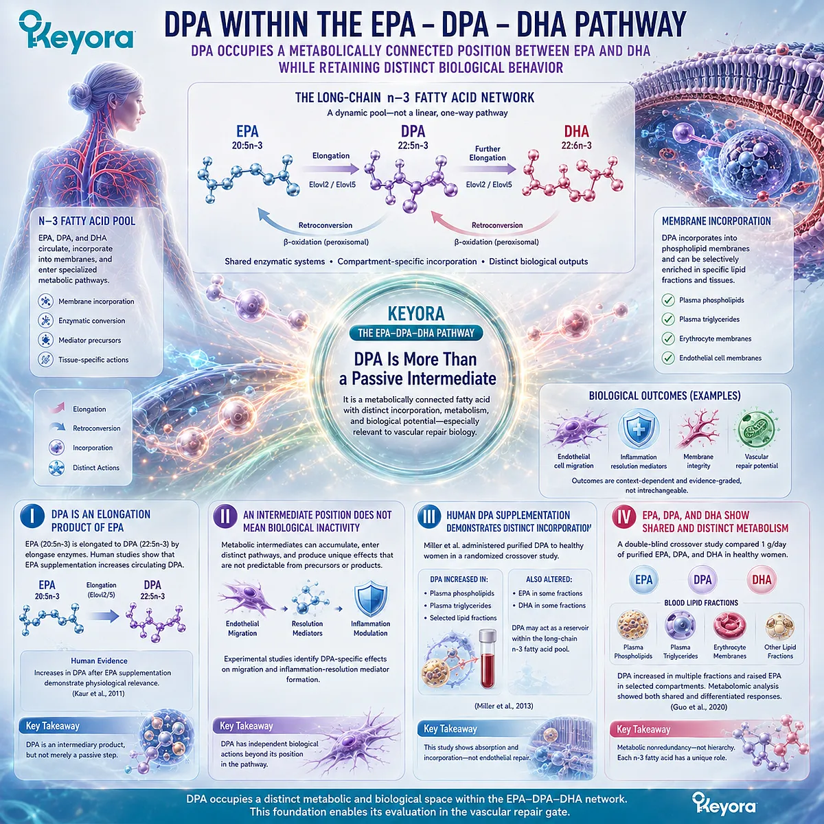 DPA links EPA and DHA metabolism through elongation, incorporation and retroconversion, supporting Phospholipid Omega-3 nonredundancy in Keyora Antarctic Krill Oil. DPA links EPA and DHA metabolism through elongation, incorporation and retroconversion, supporting Phospholipid Omega-3 nonredundancy in Keyora Antarctic Krill Oil.