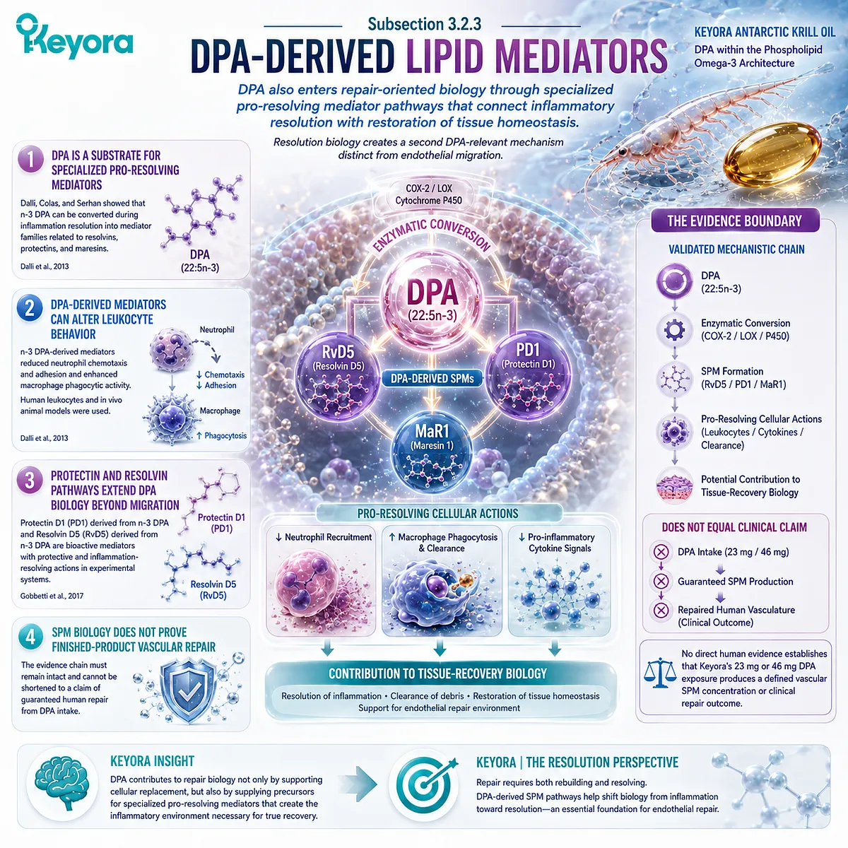 DPA-derived resolvins, protectins and maresins support inflammatory resolution and tissue recovery biology, mapped within Keyora Phospholipid Omega-3 architecture. DPA-derived resolvins, protectins and maresins support inflammatory resolution and tissue recovery biology, mapped within Keyora Phospholipid Omega-3 architecture.