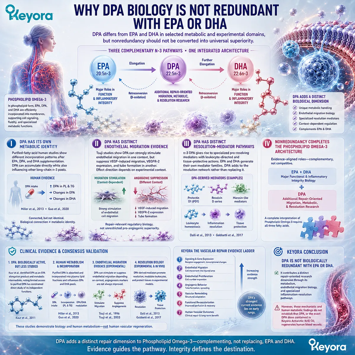 DPA adds distinct endothelial migration, metabolism and pro-resolving mediator biology to Phospholipid Omega-3, completing Keyora’s EPA-DPA-DHA vascular architecture. DPA adds distinct endothelial migration, metabolism and pro-resolving mediator biology to Phospholipid Omega-3, completing Keyora’s EPA-DPA-DHA vascular architecture.