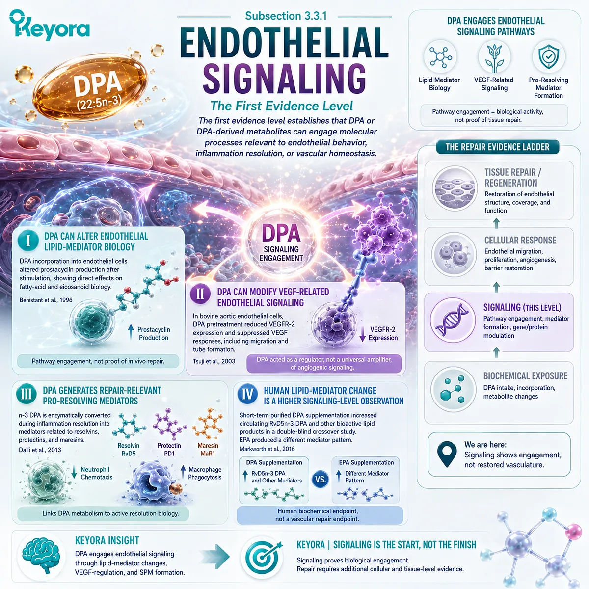 DPA engages endothelial VEGF signaling and pro-resolving lipid mediators linked to vascular homeostasis, defining Level 1 of Keyora The Vascular Repair Evidence Ladder. DPA engages endothelial VEGF signaling and pro-resolving lipid mediators linked to vascular homeostasis, defining Level 1 of Keyora The Vascular Repair Evidence Ladder.