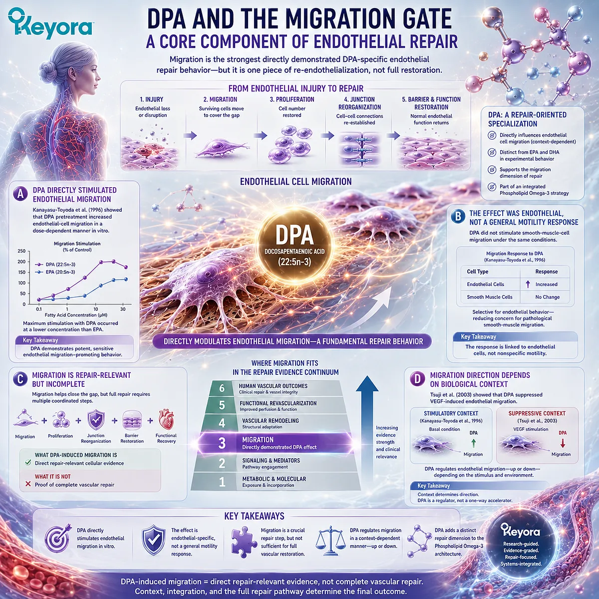 DPA regulates endothelial cell migration relevant to re-endothelialization, but effects vary by stimulus, defining Level 2 of Keyora The Vascular Repair Evidence Ladder. DPA regulates endothelial cell migration relevant to re-endothelialization, but effects vary by stimulus, defining Level 2 of Keyora The Vascular Repair Evidence Ladder.